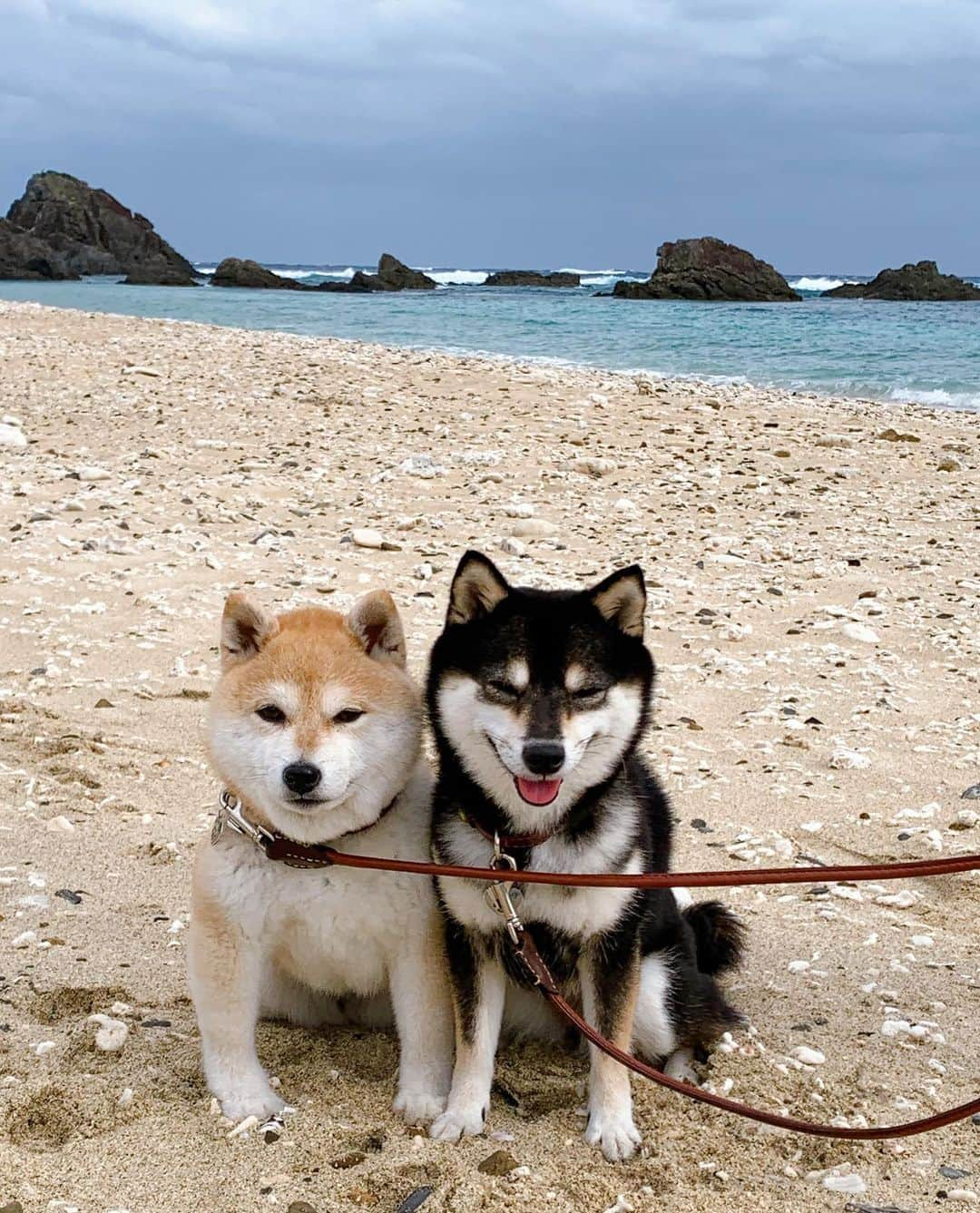 豆柴なつ&ふゆさんのインスタグラム写真 - (豆柴なつ&ふゆInstagram)「We go to Kakeroma Island😆🌟🌟 加計呂麻島に行きました😆🌟 徳浜とタカテルポイントと於斉のガジュマル😊💕   #加計呂麻島　#徳浜　#タカテルポイント #於斉のガジュマル #trip #犬連れ旅行　#ワンコと旅行  #旅行#dogstagram  #thedailyshibainu #シバフル  #shibamania  #柴犬ライフ#pecoいぬ部 #shiba_snap  #instashiba #柴犬#shiba #shibainu #shibastagram #いぬすたぐらむ #pecoいぬ部 #犬バカ部 #shibainumag_feature #instafollow #dogoftheday  #🐕📷 #theshibasociety  #柴#proudshibas  #柴犬マニア」11月12日 20時53分 - mameshiba.natsuinu56