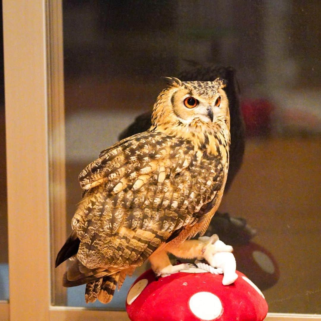 GEN3 Owlのインスタグラム：「犬用のおもちゃをあげたら遊んでる He is playing with dog toys. #owl #owlgaru」