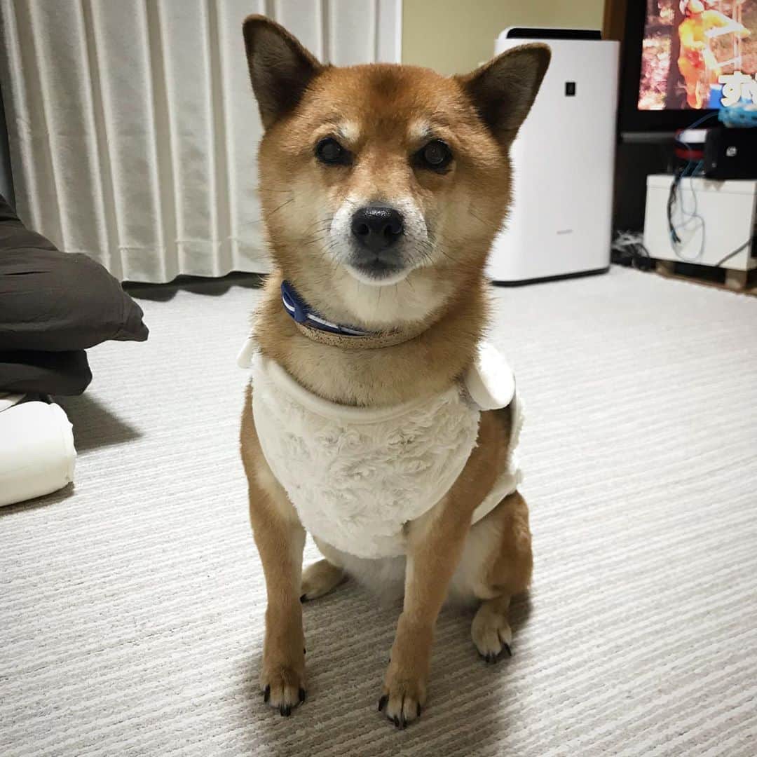 柴犬はなこ Shibainu Hanakoのインスタグラム：「最近よく震えてるので、着る蓄熱毛布なるものを買ってみたけど…お決まりのフリーズ状態に😅うーん、困ったなぁ💦 #shiba #dog #shibainu #犬 #柴犬 #蓄熱毛布 #あったかいんだからぁ #それが柴犬 #フリーズ」
