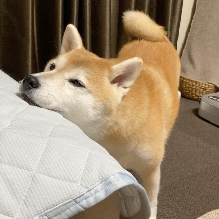 のインスタグラム：「あご乗せアピールちゃん。 でも動画撮り出すと止めるひと。 #あごのせ犬 #天邪鬼 #おやつください #かまってください」