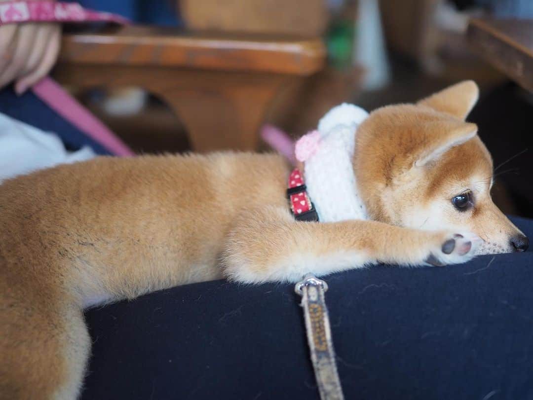 豆柴にこちゃんさんのインスタグラム写真 - (豆柴にこちゃんInstagram)「🐶 たま、背中が長くなってきた。  このままトイストーリーの 犬のおもちゃみたいになるのでは🧐  体重は1.2kg。  #柴犬#豆柴#pecoいぬ部#犬#shibastagram#petstagram#犬#犬のいる暮らし#shibainu#dog#mameshiba#pecotv#いぬのきもち部#しばいぬ#しばけん#こいぬ#シバイヌ#狗#ペット#子犬#puppy#pet#시바견#강아지#개#instacute#barked#9gag#9gagpets」11月12日 21時17分 - nikochan.mame48