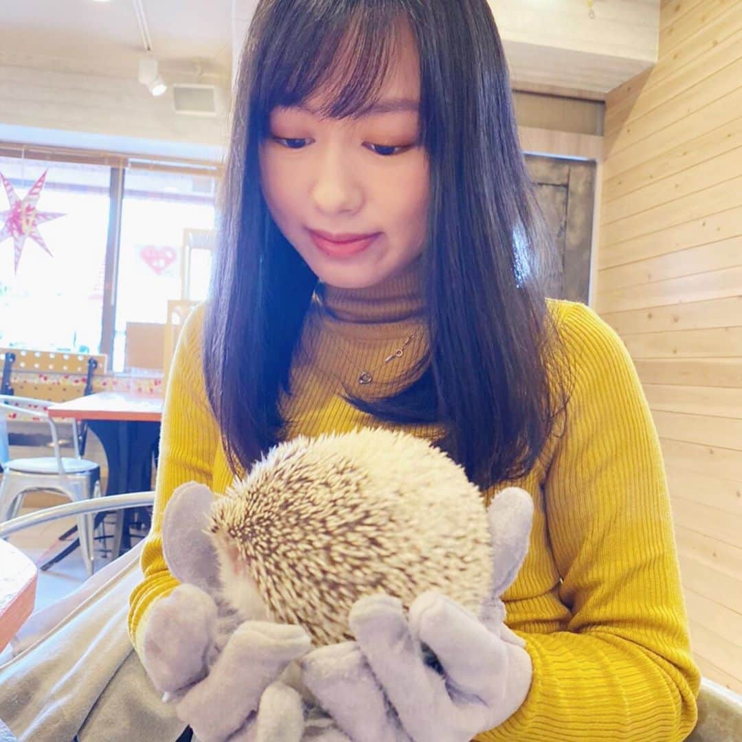 宮澤じゅりさんのインスタグラム写真 - (宮澤じゅりInstagram)「ハリネズミカフェ🦔💓💓💓  #ハリネズミカフェ #ハリネズミ #hedgehog #needlehurts #hedgehogcafe #cute #enjoy #smile #me」11月12日 21時36分 - juria_kubo