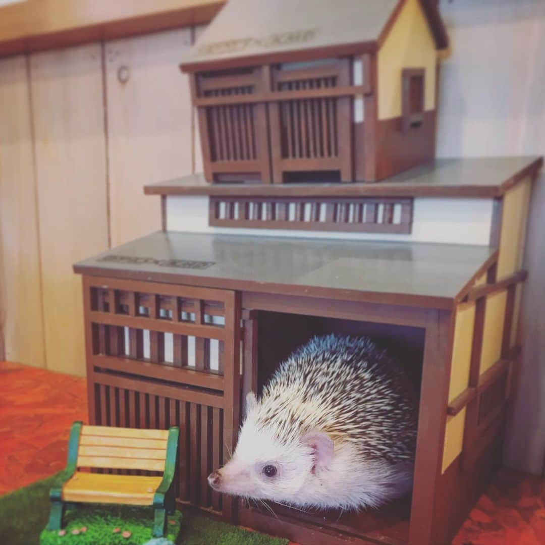 宮澤じゅりのインスタグラム：「ハリネズミカフェ🦔💓💓💓  #ハリネズミカフェ #ハリネズミ #hedgehog #needlehurts #hedgehogcafe #cute #enjoy #smile #me」