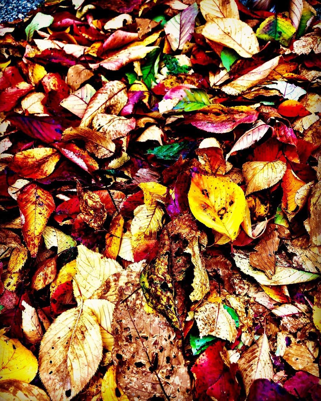 世良公則のインスタグラム：「・・・・・・  冬の入口  深秋の彩り  the entrance of the winter  the deep autumn colors  ・・・・・・  #世良公則 #masanorisera #japanesemusician #japaneseartist #season #deepautumn #deadleaves #fallenleaves #winter #colors #落ち葉 #枯葉 #秋深し #日本の四季」