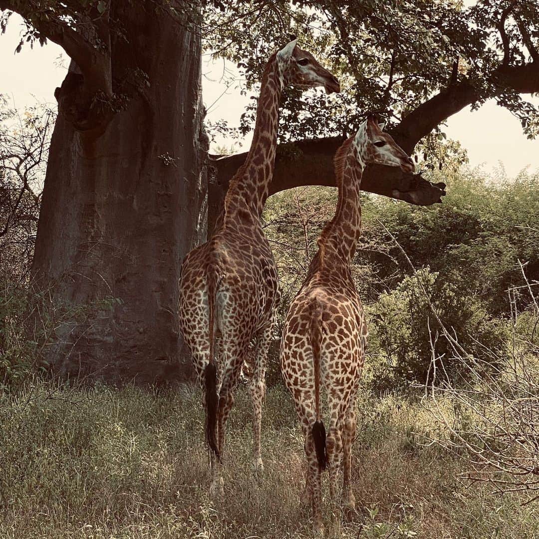 エロディ・フォンタンのインスタグラム