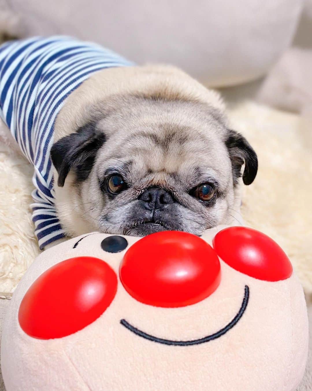 T&P Brothersさんのインスタグラム写真 - (T&P BrothersInstagram)「今日の枕はアンパンマン😂 何か言いたそうな顔してる。笑  #pug #pugstagram #dog #パグ #pom #ポム #柴パグ #퍼그 #泥料 #巴哥 #トラポム枕シリーズ」11月12日 22時23分 - tora_pom_happylife