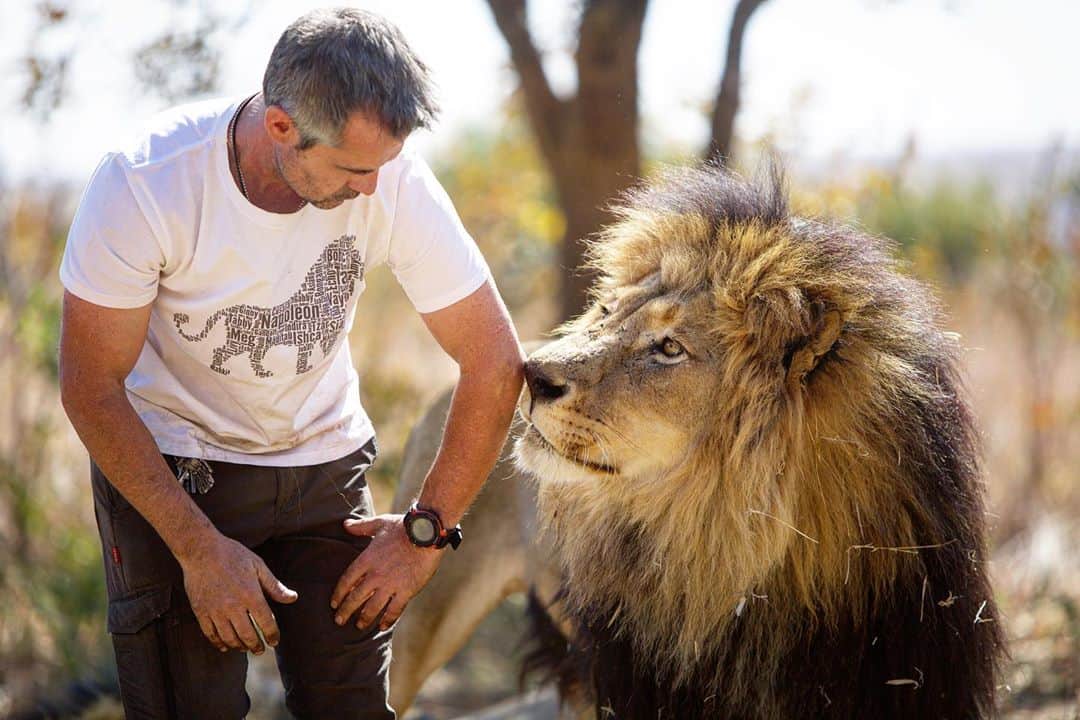 Kevin Richardson LionWhisperer さんのインスタグラム写真 - (Kevin Richardson LionWhisperer Instagram)「Smell is really important when you’re a lion so when a lion wants to get a scent of something it’s only courteous that you oblige. This often occurs if I’ve been with the leopards or hyena. And no, because Suja smells a hyena doesn’t mean he’s going to turn on me. This is a really common misconception.  #senseofsmell #smell #sniff #whiff #lion #misconception #myth #lionking #bodylanguage  #mindfullymade #craghoppers #teemill 📸 @nombekana」11月12日 22時25分 - lionwhisperersa