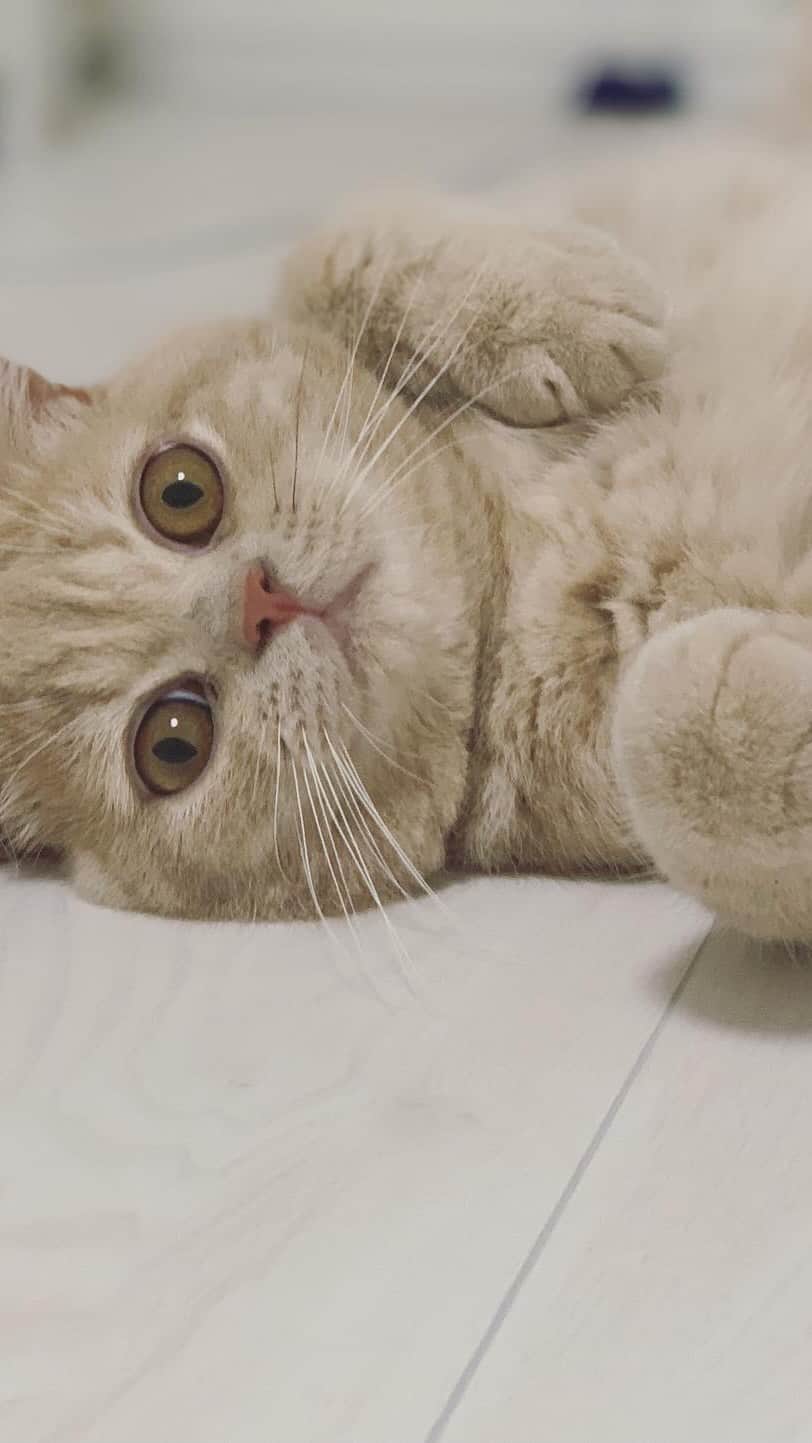 のインスタグラム