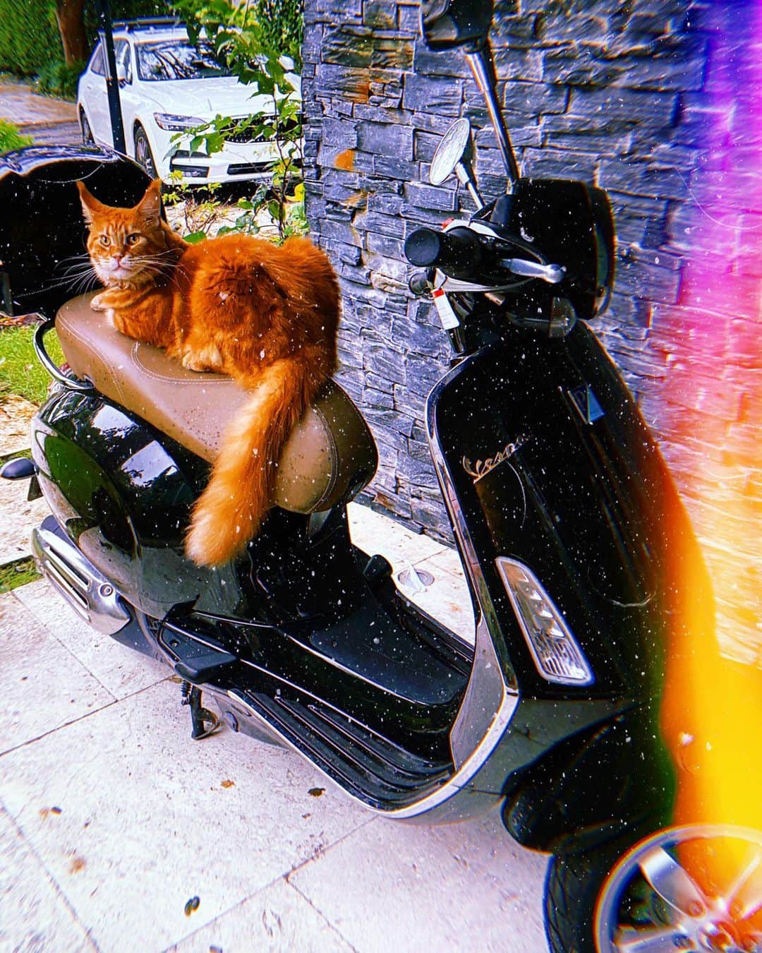 カロライナディークマンのインスタグラム：「vai uma caroninha? pra onde??? 🦁🛵」