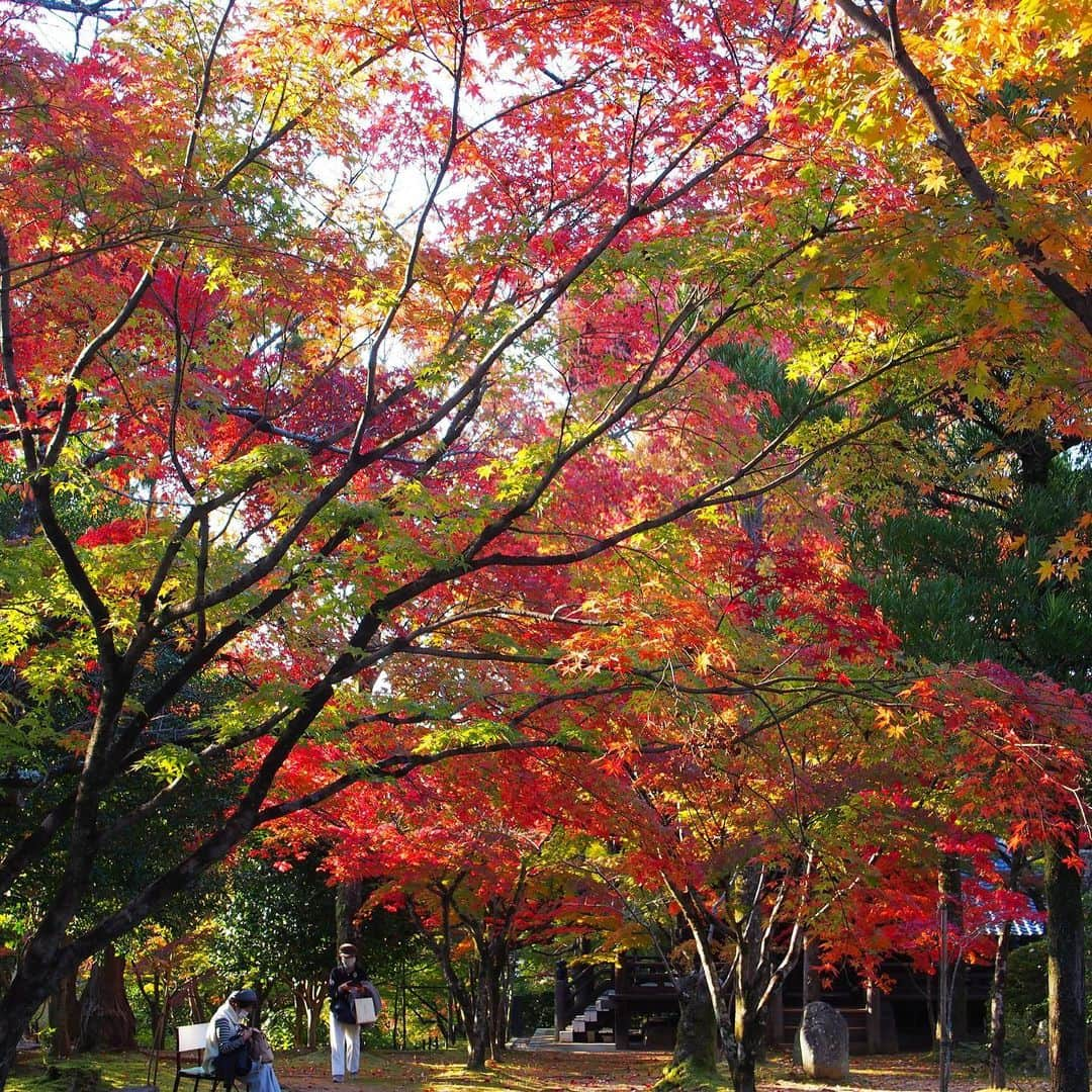 木村涼子さんのインスタグラム写真 - (木村涼子Instagram)「2020.11.12 気がついたら紅葉が始まっていた！ 幼稚園のお迎えの帰りに真如堂へ🍁 #真如堂　#紅葉　#紅葉狩り　#京都紅葉　#紅葉2020 #🍁　#🍁🍁🍁」11月12日 22時31分 - kimuryou