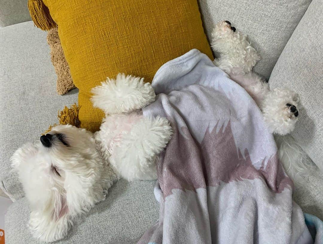 ハナマサのインスタグラム：「熟睡ボーイ  #hanamasagram ＃ビションフリーゼ　#人のように寝る犬」