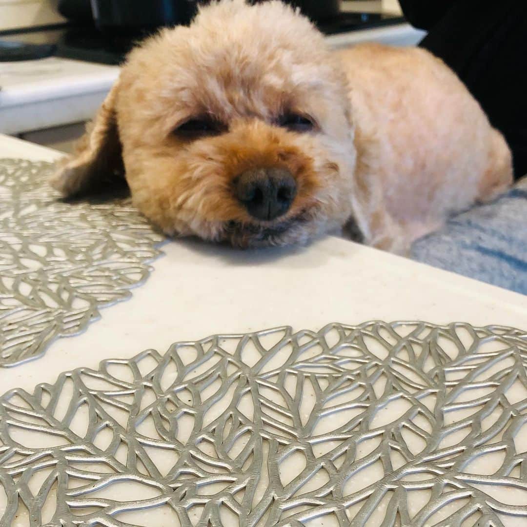 マイケル富岡のインスタグラム：「あごのせモコ…おやつちょうだい…願ってるうちに zzz 世界一の甘えん坊 #日常の幸せ #溺愛 #家族 #息子 #ベイビー #モフモフ #フワフワ #トイプ #あごのせ #マイケル富岡 #俳優 #タレント #ハーフ #愛犬家 #愛犬 #actor #actorslife #shooting #mybaby #mylove #family #love #youaremyeverything #cute #impactdogcratesmarjun #inthekitchen #でかめトイプ #可愛い #おやつちょうだい」