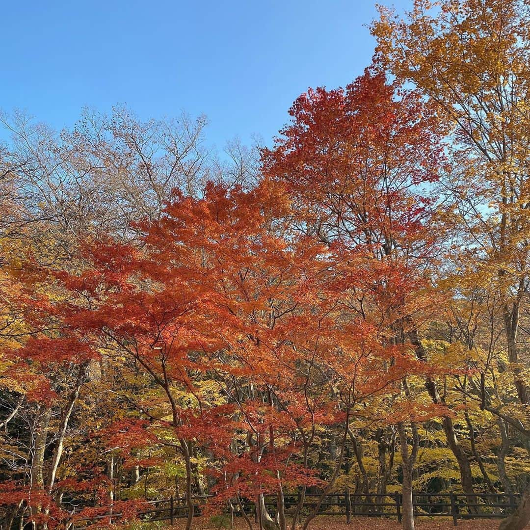 横山結衣さんのインスタグラム写真 - (横山結衣Instagram)「紅葉キラキラ🍁」11月12日 23時33分 - yoko_yui_team8