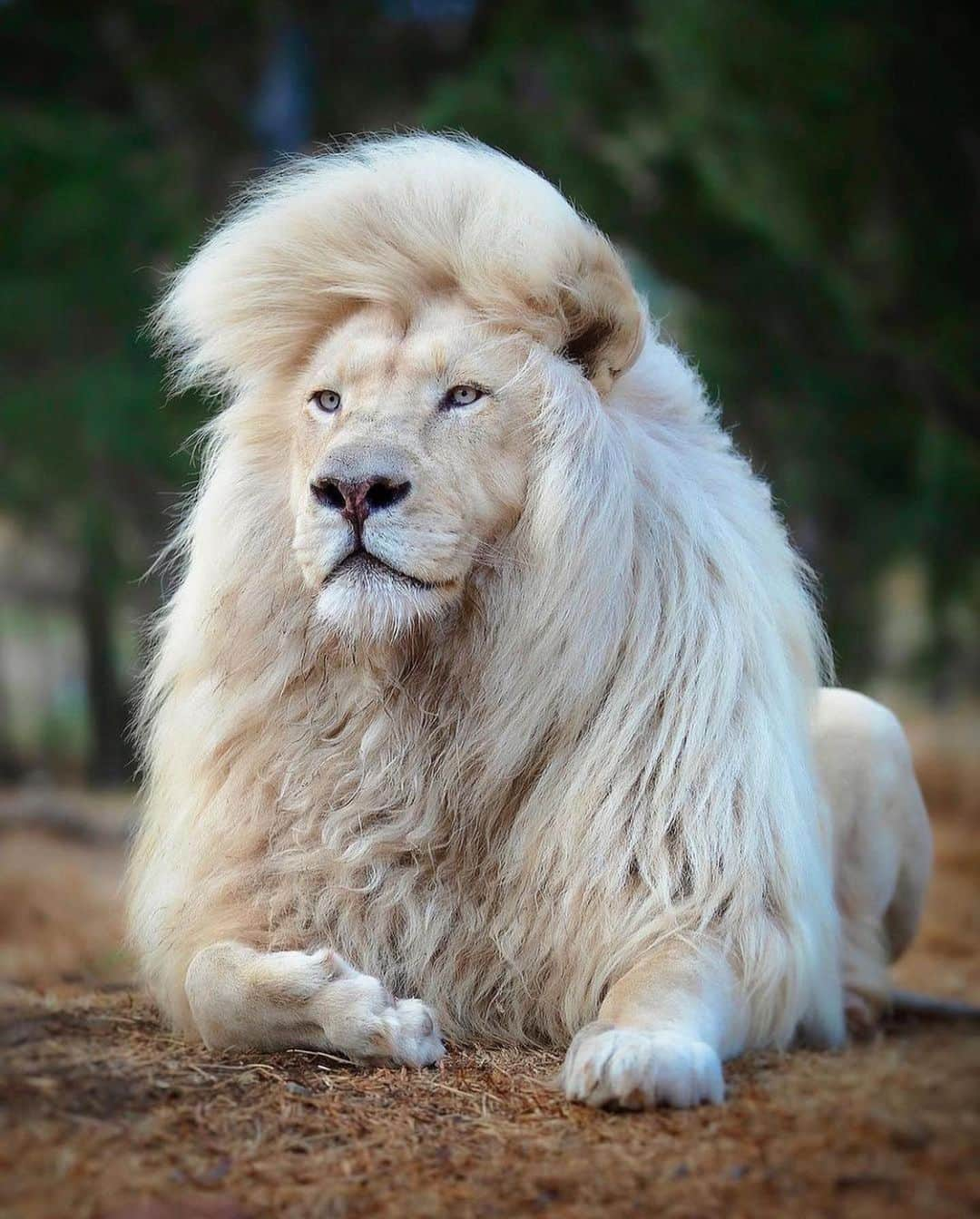 animalsさんのインスタグラム写真 - (animalsInstagram)「The king of the jungle 🦁  Photos by: @human.kind.photography  How beautiful is this lion!? 👑」11月12日 23時56分 - babyanmlpics