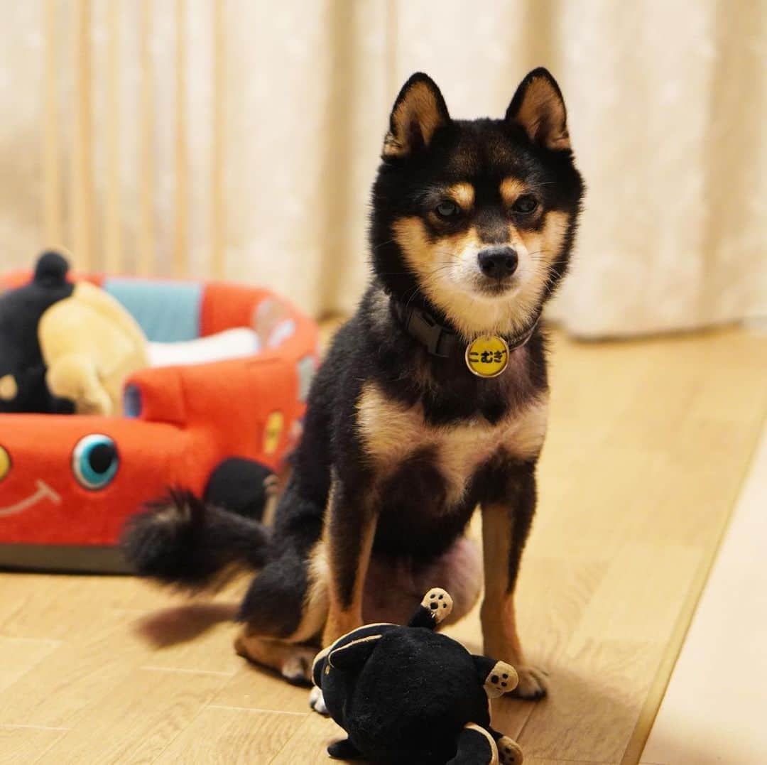 黒豆柴こむぎのインスタグラム