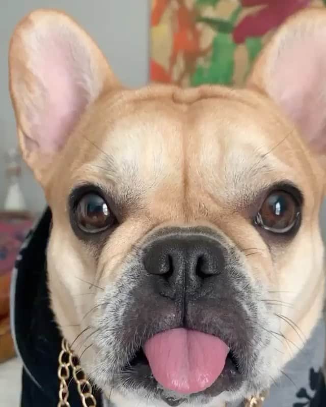 Regeneratti&Oliveira Kennelのインスタグラム：「Style is my middle name @lemmyandpip  . . . Shop @frenchie_bulldog ⚡️THE COOLEST⚡️ swag for your pup! 🎁 Get 10% off  with code jmarcoz10 🐾 https://frenchiebulldog.com/ . . . . . . . #frenchbulldog #frenchie #frenchiesofinstagram #frenchies #frenchielove #frenchbulldogs #frenchieoftheday #frenchbully #frenchiesociety #instafrenchie #frenchbulldogsofinstagram #frenchielife #frenchies1 #frenchbulldogpuppy #frenchiesofig #woofwoof #frenchielovers #dailyfrenchie #frenchiegram #ilovemyfrenchie #bulldoglove #bulldog #bulldogsofinstagram #lol #haha #bark  #awoo #pupiesofinstagram #puppy」