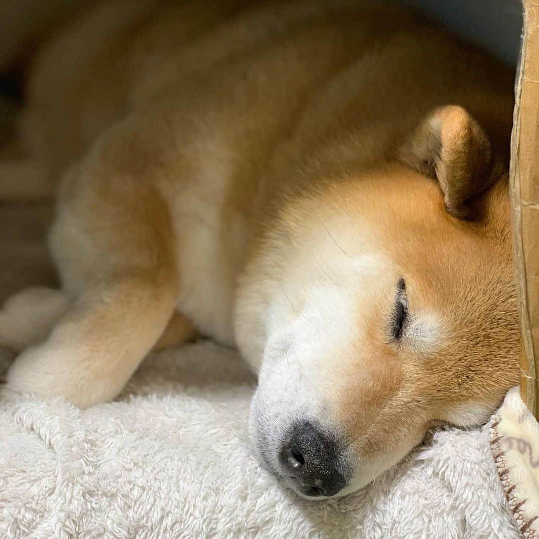 まる（まるたろう）さんのインスタグラム写真 - (まる（まるたろう）Instagram)「Good night!✨🐶💤✨明日は金曜日だって😳 #しかも #13日だよね #やばいやつ出てくる日だよね #チェーンソー的なの持ってくる人 #ふわふわしてたらいいのにね #仲良くなれると思う」11月13日 0時06分 - marutaro