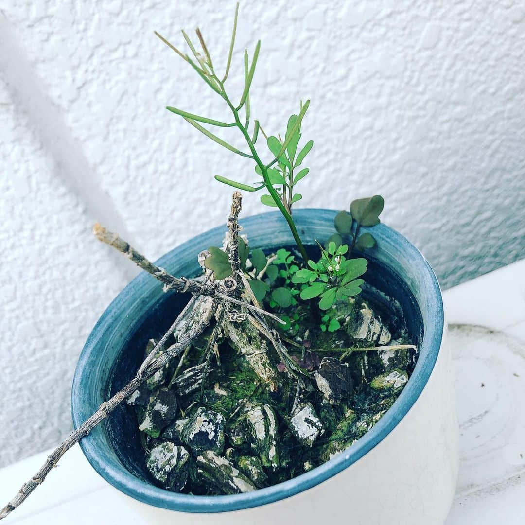 ハマカワフミエさんのインスタグラム写真 - (ハマカワフミエInstagram)「貰い物の観葉植物を枯らしてしまった 悲しかったので捨てられなくて ずうっと放置していたら なんだかわからないけど芽が出て花さえ咲いてたんです おまえがだれだか知らないけれど こんにちは　そこに現れてくれてありがとう」11月13日 0時16分 - hamakawafumie