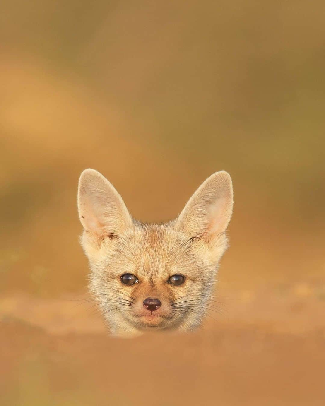 Discoveryさんのインスタグラム写真 - (DiscoveryInstagram)「Cute and hungry Indian fox pups waiting for mom to return.  Caption + Photo: Hardik Shelat (@hardik_shelat_photography)」11月13日 0時21分 - discovery