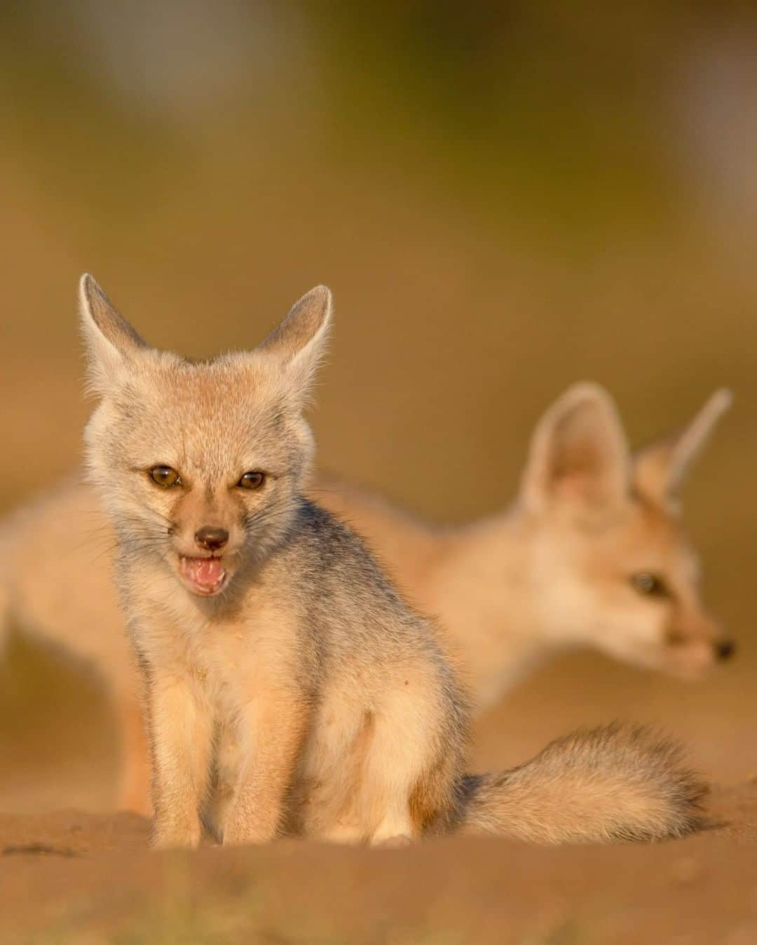 Discoveryさんのインスタグラム写真 - (DiscoveryInstagram)「Cute and hungry Indian fox pups waiting for mom to return.  Caption + Photo: Hardik Shelat (@hardik_shelat_photography)」11月13日 0時21分 - discovery