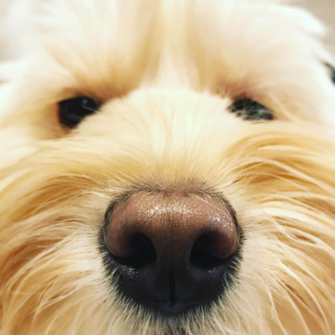 北山陽一のインスタグラム：「いぬです。#きたやまおもち」