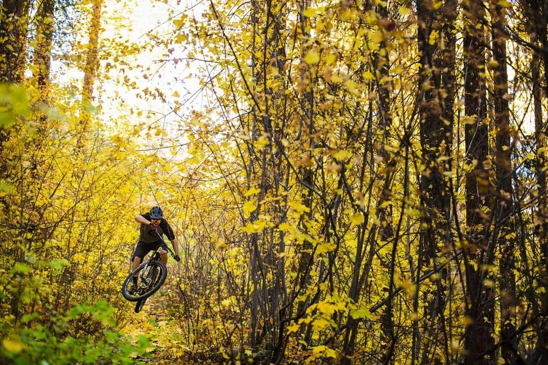 Fuji Bikesさんのインスタグラム写真 - (Fuji BikesInstagram)「The trails dreams are made of 😍  #tree #nature #naturephotography #downhillmountainbiking」11月13日 0時34分 - fujibikes