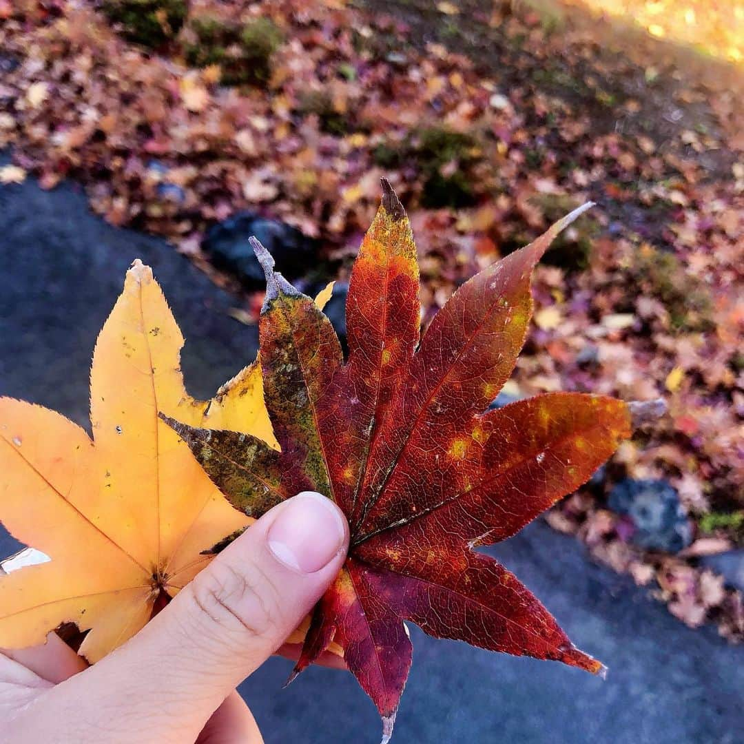 坪井ミサトのインスタグラム