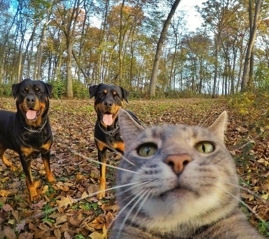 マニーのインスタグラム：「🦂🍁🤳」