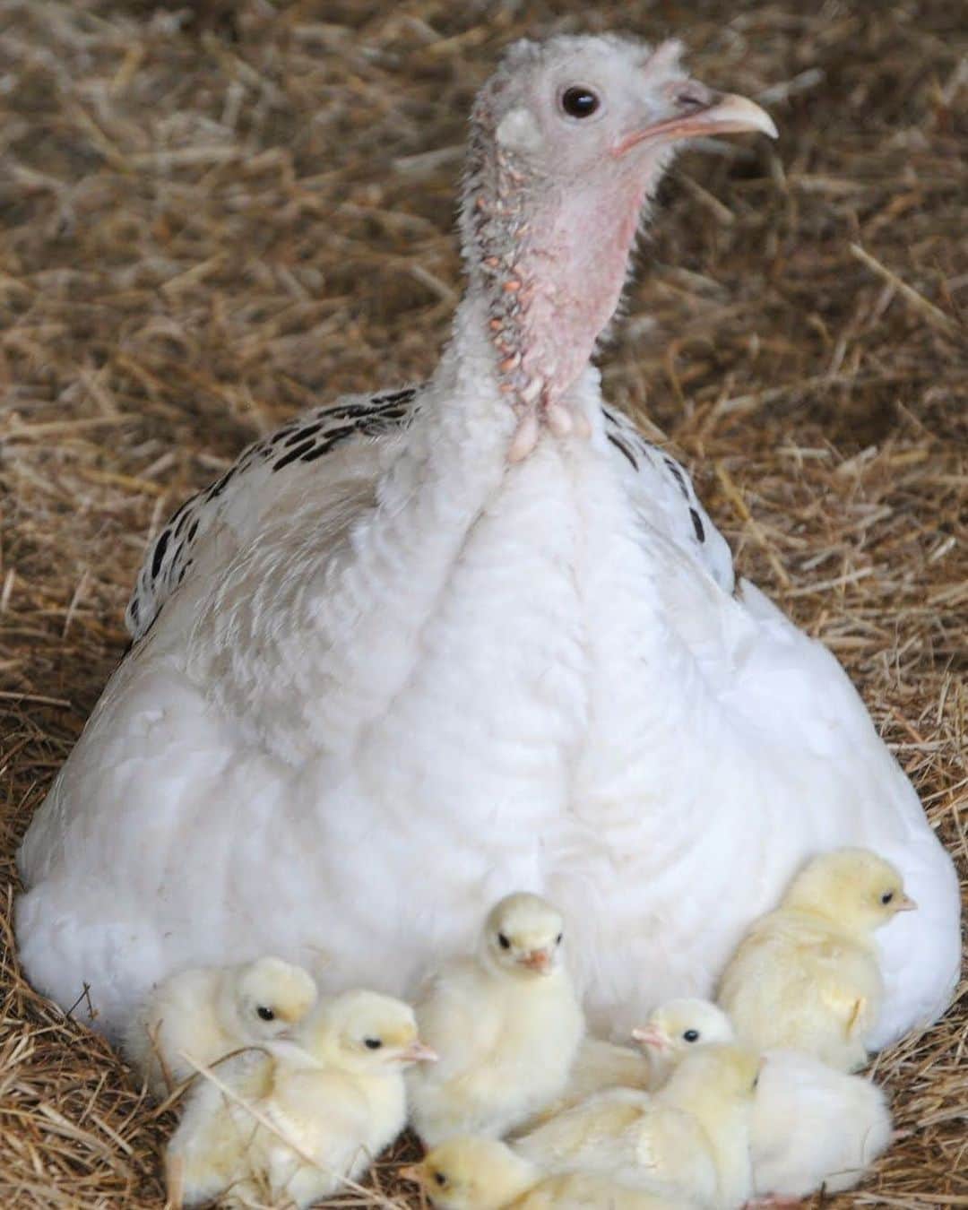 モービーさんのインスタグラム写真 - (モービーInstagram)「Fact of the day: Turkeys are loving and dedicated parents.」11月13日 0時49分 - moby