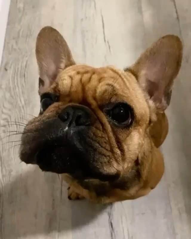 French Bulldogのインスタグラム