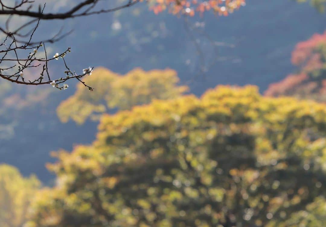 熱海市のインスタグラム：「早咲きの梅咲きました❗️ #熱海梅園 #日本一早咲きの梅　といわれます。 #梅園の散歩 #もみじも綺麗 #明日から #もみじまつり #わたしの熱海写真投稿」