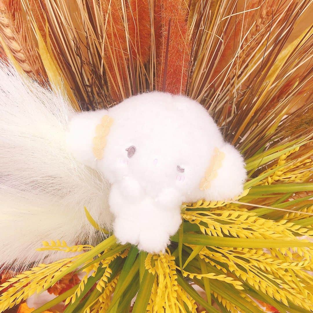 こぎみゅん（サンリオ）のインスタグラム：「みゅ･･？これって麦みゅん･･？ きらきらキレイだみゅん･･✨   #サンリオ #キャラクター #小麦粉の妖精 #こぎみゅん #sanrio #character #cogimyun #麦 #秋」