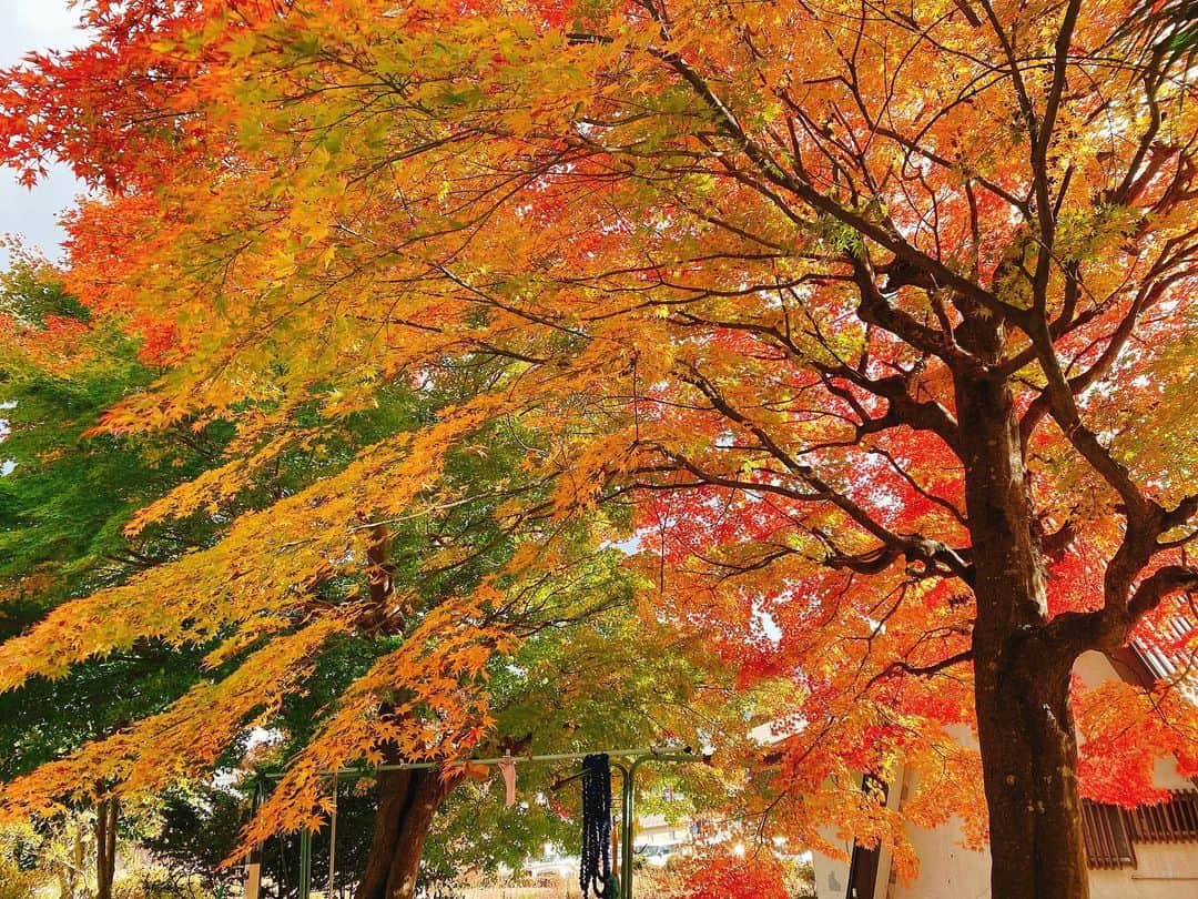 菅長愛子のインスタグラム：「🍁🍁🍁 今年の秋は旬を楽しめている気がします🍁🌾🍠🐟🍶  音と景色と食と。 季節をちゃんと感じられていると思う。  あとは体調管理と乾燥対策を🍂 ここ数年、年末になると胃腸炎になっているので気を付けないと☝️  そして乾燥。 もう自分が若者というジャンルではない事を自覚しつつ、高みを目指していきます⛰🚩←  皆さん、体調にはくれぐれもお気をつけてください😷  #2020秋 #紅葉 #乾燥は大敵  #喉ガラガラ #それは喋りすぎなだけか #健康第一」