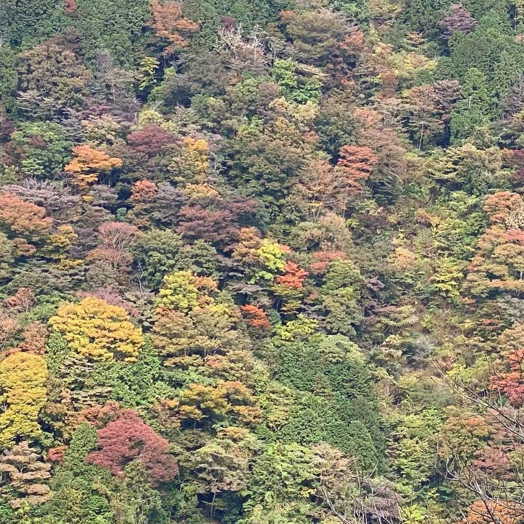 永田琴さんのインスタグラム写真 - (永田琴Instagram)「自然のカラーパレット」11月13日 11時56分 - kotton88