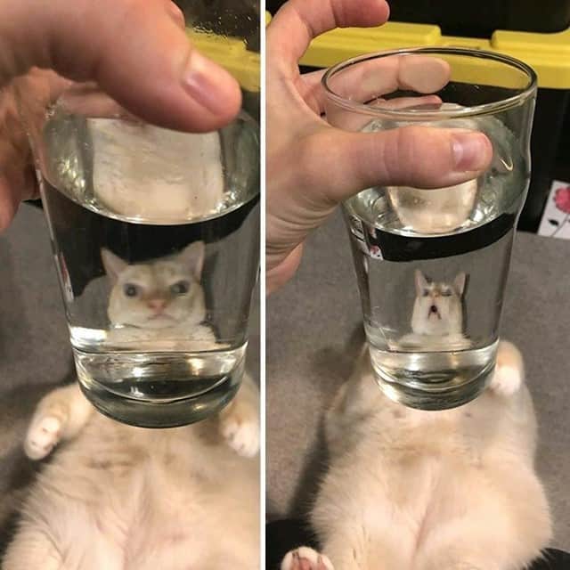 9GAGさんのインスタグラム写真 - (9GAGInstagram)「What the fluff are you laughing at?⠀ 📸 @extraterrestrialcharlie - #cat #glass #9gag」11月13日 12時00分 - 9gag