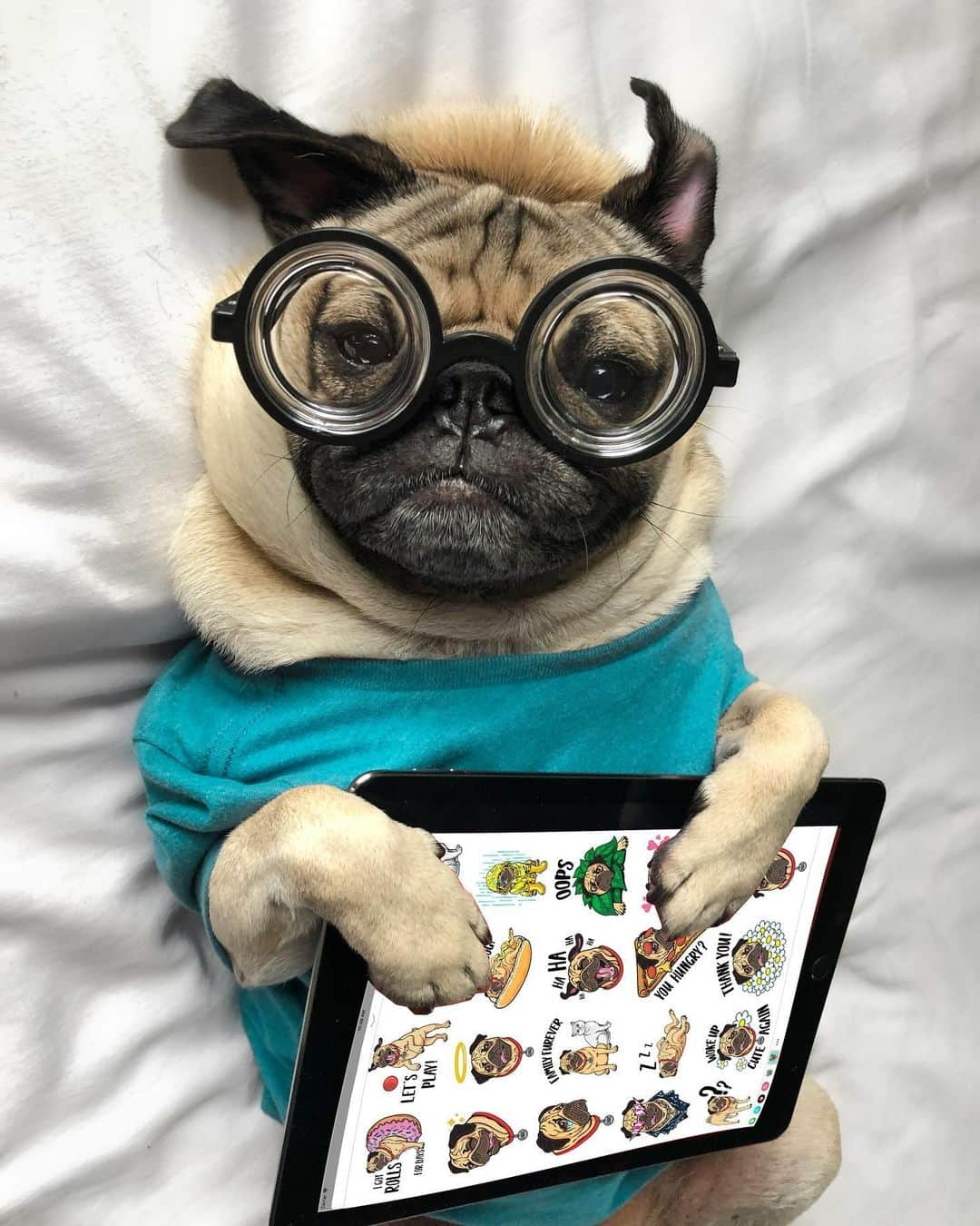 itsdougthepugさんのインスタグラム写真 - (itsdougthepugInstagram)「“Ur texts are about to get a whole lot cuter” -Doug • I now have stickers for iMessage in the App Store!!! They are so fun to use and easy to install, and only 99c. Click the link in my bio to get them, and give a 5 star rating when u do!! (Android coming soon)」11月13日 3時12分 - itsdougthepug