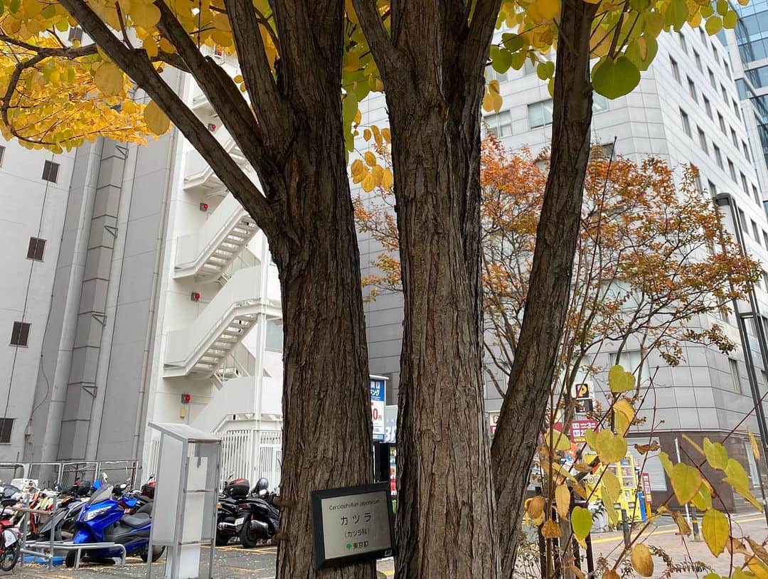 上本昌代さんのインスタグラム写真 - (上本昌代Instagram)「いかにも「東京」って感じ🗼 お散歩してたらハートの葉っぱを見つけて何の木かと思ったら名前に爆笑しちゃった😚 #tokyo #東京 #japan #goto #カツラ #❤️ #leef #お散歩 #朝ワイン #昼ワイン #夜ワイン #つまり一日中ワイン」11月13日 3時14分 - masayomai