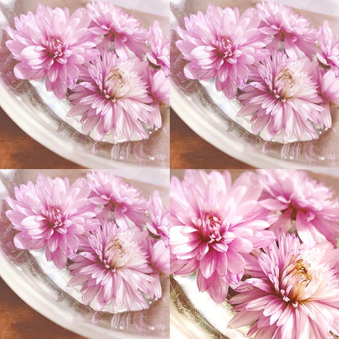 内田 菜々さんのインスタグラム写真 - (内田 菜々Instagram)「* * 🎀 * *  菊の花。 枯れてきた花の上だけを、薄いお皿に薄くお水はってお花を浮かべるともう少し咲いてくれる。 * #goodnight #京都 の #花手水 #見てみたい #泣いちゃうかもしれない #涙脆い年頃 #flowerstagram #flowerarrangement  * ❀ my twitter ⇨ naaana_77 ❀ ❀ follow me‼︎ ❀ * * * 🎀 *」11月13日 3時24分 - chocobanaaana