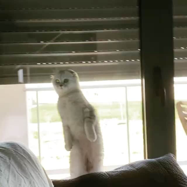 The Cats Of Instagramのインスタグラム：「#Repost • @meet_the_pepper Oh my snack?!🙀Wait meowmy I am coming!」
