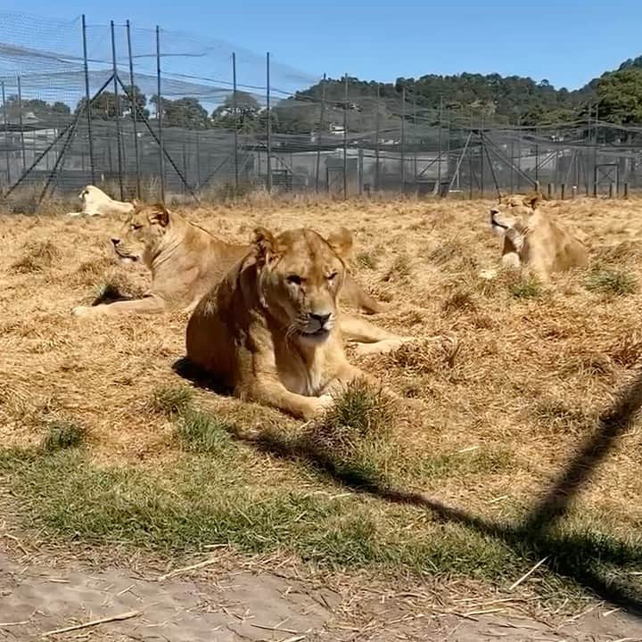 Black Jaguar-White Tiger のインスタグラム