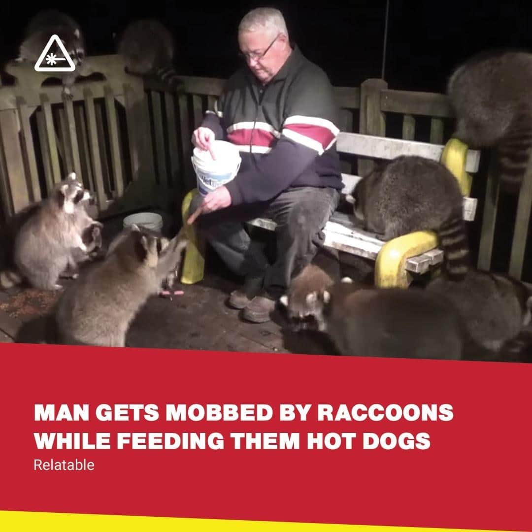 クリス・ハードウィックさんのインスタグラム写真 - (クリス・ハードウィックInstagram)「Now these are some chonky raccoons. ⁠ link in bio」11月13日 4時02分 - nerdist