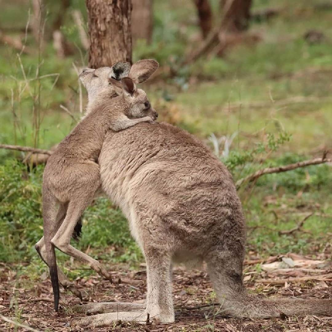 Australiaさんのインスタグラム写真 - (AustraliaInstagram)「Just your standard morning at daycare drop-off 🥰 @honeycut witnessed this divine snuggle session on a morning stroll through @visitmelbourne’s suburb of Greensborough and it's seriously tugging at our heartstrings ❤️ You’ll find this lovely leafy area about half an hour north of #Melbourne’s city centre, where local #kangaroos are commonly spotted hanging out in the surrounding nature reserves. TIP: If you're in the area, be sure to keep your camera at the ready to capture a heart-warming moment like this. #seeaustralia #visitmelbourne #holidayherethisyear」11月13日 4時00分 - australia