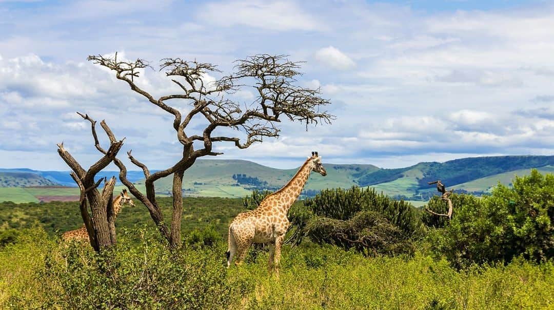 Lonely Planetさんのインスタグラム写真 - (Lonely PlanetInstagram)「🦒Fancy a safari? South Africa might be the next country to open its borders to all international tourists and lift its travel ban on European countries and the United States.  Tap the link in our bio to find out when this might happen.」11月13日 4時12分 - lonelyplanet