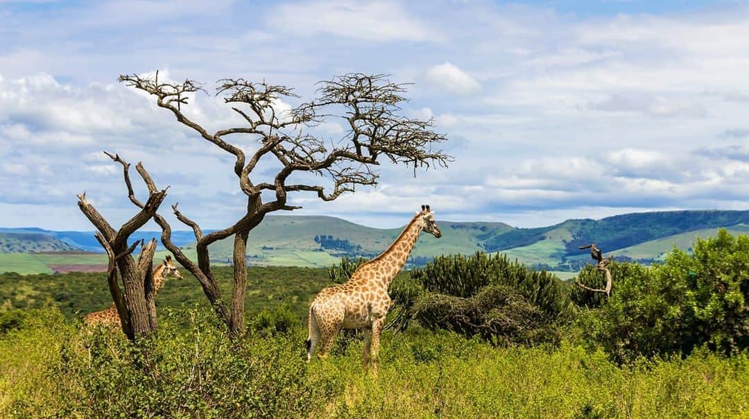 Lonely Planetのインスタグラム：「🦒Fancy a safari? South Africa might be the next country to open its borders to all international tourists and lift its travel ban on European countries and the United States.  Tap the link in our bio to find out when this might happen.」
