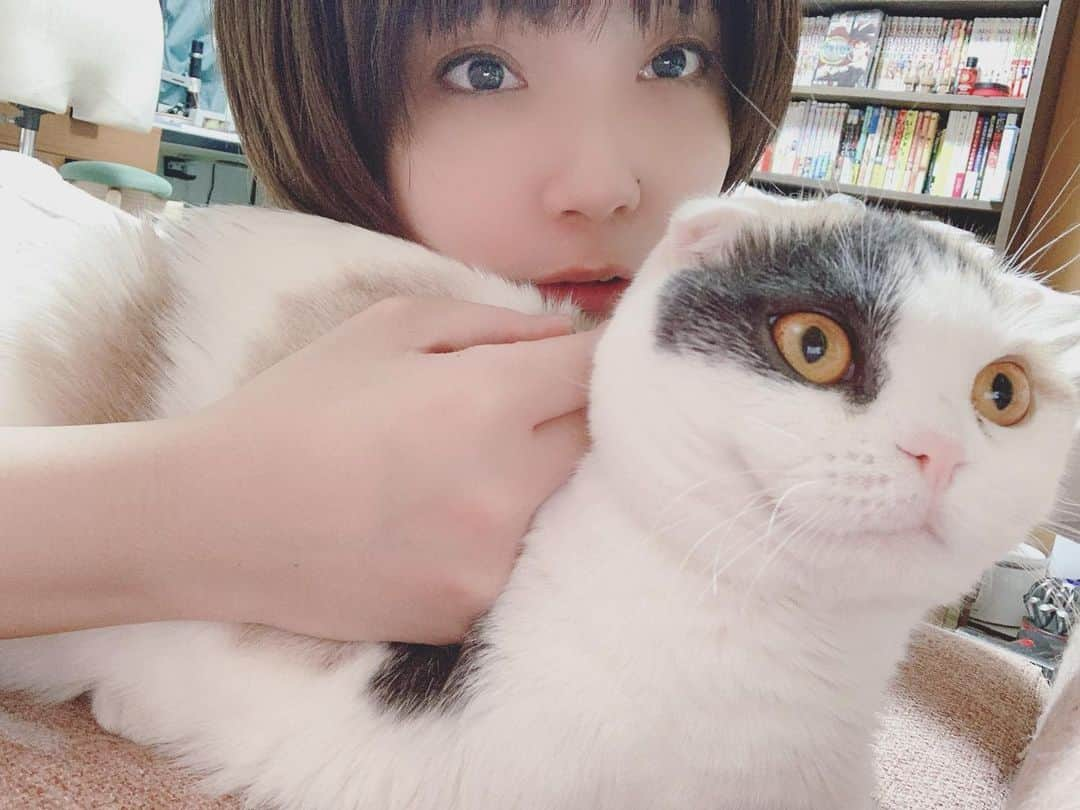 あやめさんのインスタグラム写真 - (あやめInstagram)「. もみじとわたし( ᷇࿀ ᷆ )🧡 いろんな人に『似てる！』って言われる(ΦωΦ) 似てますかね？？性格は私そっくりのめんどくさい子ですが！w . いつもはイヤイヤなのに、今日はそばに居てくれた（＾ω＾ ≡ ＾ω＾）冬は寒くて嫌いだけど、猫ちゃんそばに居てくれるから幸せだねっっ(❛ᴗ❛(❛ᴗ❛🧡 . #愛猫と私 #猫と2ショット #ねこ #猫 #ねこすたぐらむ  #にゃんすたぐらむ #にゃんだふるらいふ #にゃんこ #もふもふ #スコティッシュフォールド #スコティッシュ #スコティッシュフォールド折れ耳 #cat #catstagram #meaow #scottishfold #dilutecalico」11月13日 5時00分 - ayame_apricot