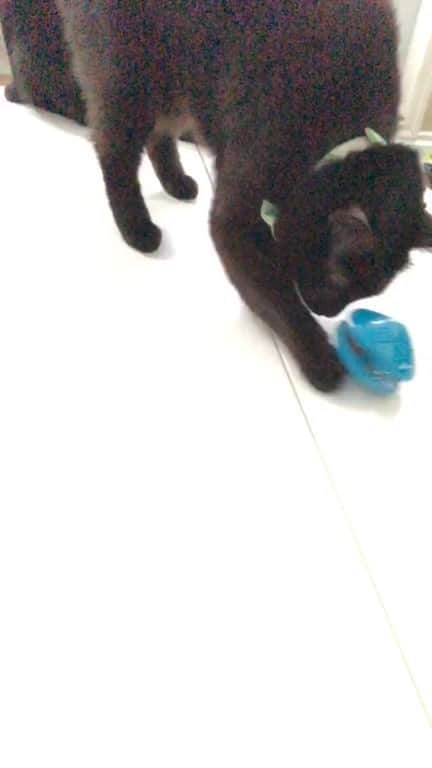 The Cats Of Instagramのインスタグラム：「@bing_clawsby & @paw_mccartney got to try out this fun treat dispenser toy by @petsafecanada / @petsafe / @petsafe_uk! You can grab one off their website - link in our bio!」