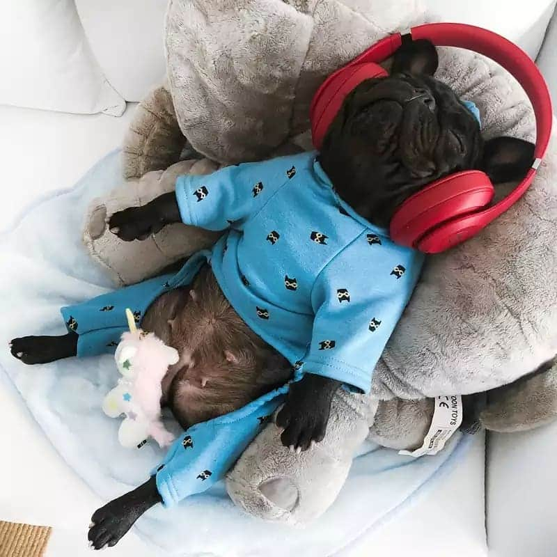 French Bulldogさんのインスタグラム写真 - (French BulldogInstagram)「Ultra Soft "Bandito" Dog Pajamas 🦉🦉🦉 Exclusive in @frenchie.world shop 🛍🛍🛍 👉 LINK IN BIO 🔝 . . . . . #frenchie #frenchies #französischebulldogge #frenchbulldog #frenchbulldogs #dog #dogsofinstagram #frenchieworld #bully #bulldog #bulldogfrances #フレンチブルドッグ #フレンチブルドッグ #フレブル #ワンコ #frenchiesgram #frenchbulldogsofinstagram #ilovemyfrenchie #batpig #buhi #squishyfacecrewbulldog」11月13日 5時45分 - frenchie.world