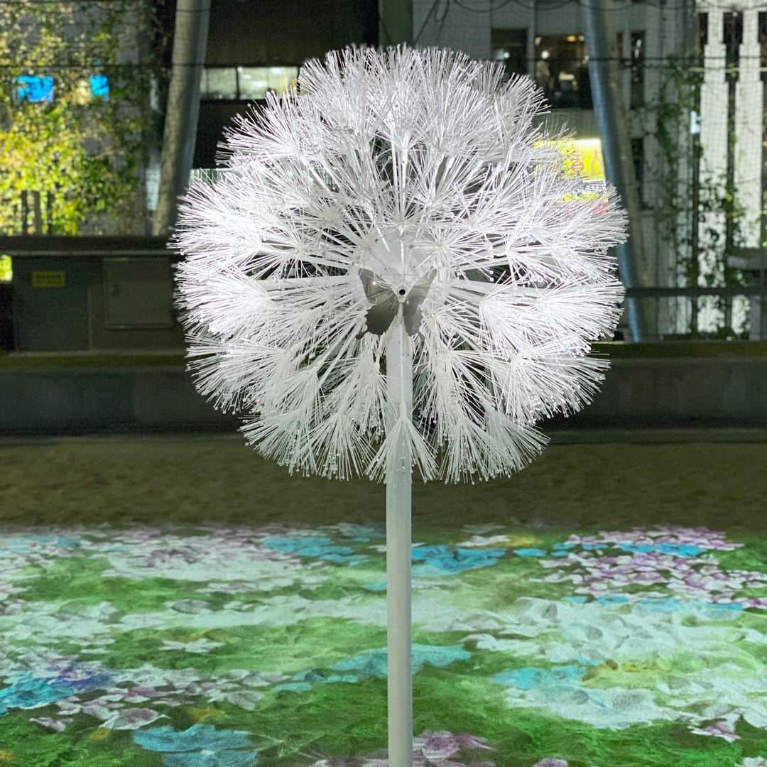 run+さんのインスタグラム写真 - (run+Instagram)「渋谷に咲いた白くて大きなたんぽぽと花畑。 ここ本当はビーチバレーの砂場🏖  pic4 QRコードを蝶々にかざすと花が咲く予定 スマホによって咲いたり咲かなかったり 私のスマホは咲きませんでしたー🤣 美し過ぎて心の目で見ちゃってる😂  #渋谷芸術祭 #ShibuyaArtFestival #渋谷芸術祭2020 #ShibuyaArtFestival2020」11月13日 5時39分 - runplus