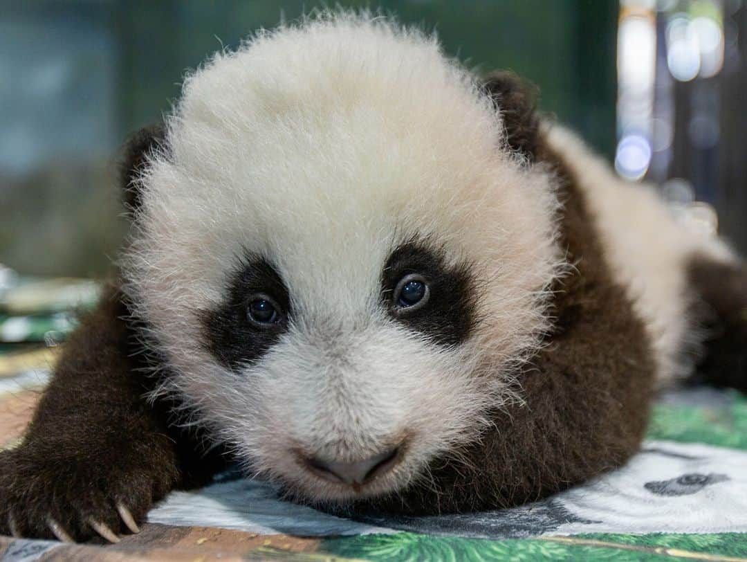 スミソニアン国立動物園さんのインスタグラム写真 - (スミソニアン国立動物園Instagram)「🐼❤️ Adventure time for our giant panda cub! Over the weekend, Mei Xiang brought him into their indoor habitat to practice his crawling skills while she ate bamboo. Get the update from keeper Nicole MacCorkle: ✏️STORY: https://s.si.edu/32Ee7Ck. (Link in bio.)  . . .  #PandaStory #PandaCubdates」11月13日 6時00分 - smithsonianzoo