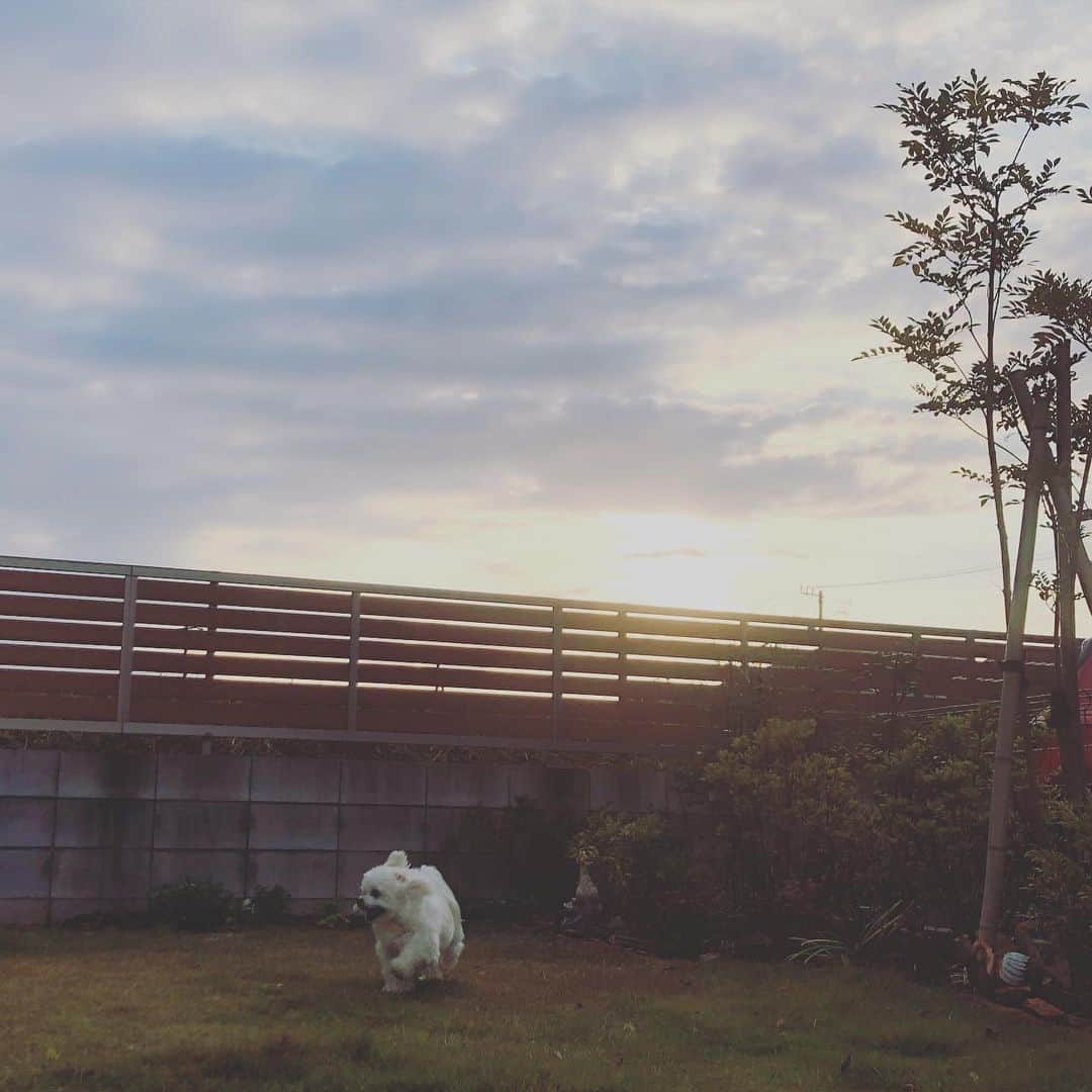 小野真弓さんのインスタグラム写真 - (小野真弓Instagram)「おはようございます🌱 寒いけど❄️みんな元気に！あさんぽです🐶🐶🙋‍♀️✨ これがなくちゃあ、一日が始まらない〜(*´ω`*) お散歩いのち！！🐾ハナハル ハルくんは、、＋ボール投げいのち！🎾 今日もそれぞれの、良い一日を*\(^o^)/* Stay safe 😷🦠 #チワワ#ハナちゃん #チワマル#ハルくん #あさんぽ#朝のルーティン#いぬばか部 #いぬすたぐらむ #chihuahua #maltese #mixdog#doglover #dogstagram #犬のいる暮らし #千葉暮らし#散歩風景#朝陽 わんこの為なら、えんやこら〜🌞 早起きだって、なんのその〜😪 (￣∀￣)🙋‍♀️」11月13日 6時13分 - hanaharuaroi